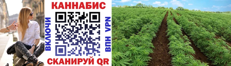 Шишки марихуана Amnesia  Дыгулыбгей 